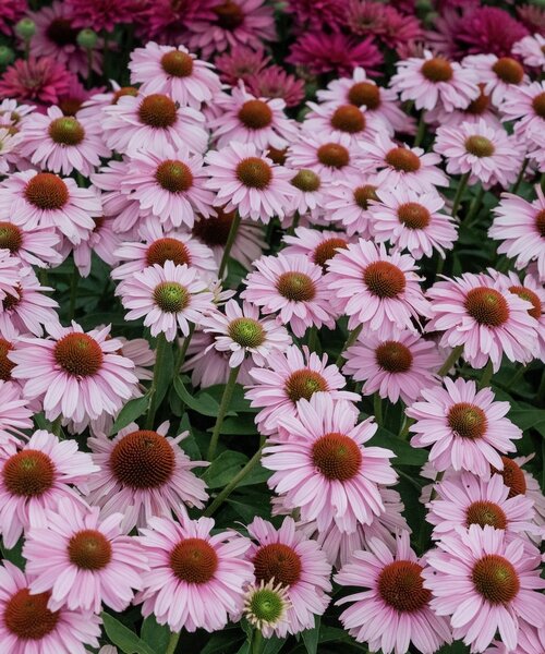 Echinacea SunSeekers Echinacea SunSeekers Blush