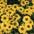 Echinacea SunSeekers Echinacea SunSeekers Citrus