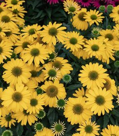 Echinacea SunSeekers Citrus