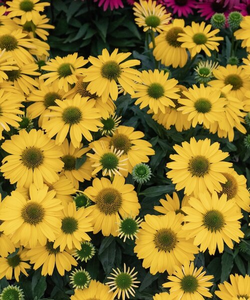 Echinacea SunSeekers Echinacea SunSeekers Citrus