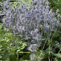 Eryngium Magical Blue Lagoon