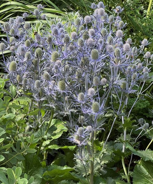 Eryngium Magical Blue Lagoon