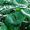 Farfugium Giganteum