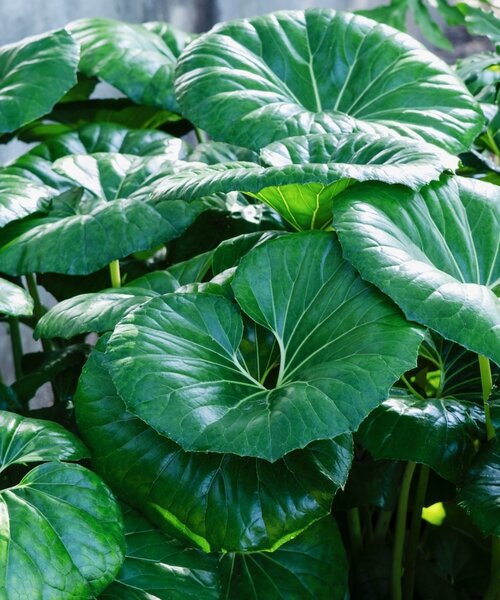Farfugium Giganteum