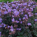 Geranium Storm Cloud