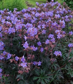 Geranium Storm Cloud