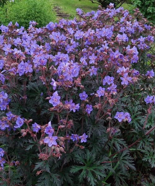Geranium Storm Cloud
