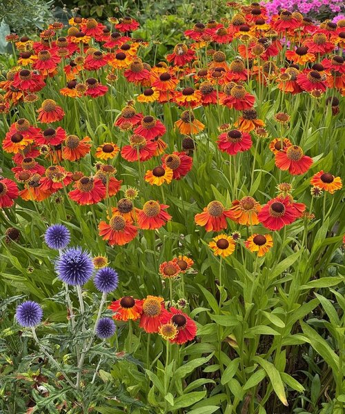 Helenium Sahin's Early Flowerer