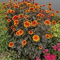 Heliopsis Bonfire Sunset