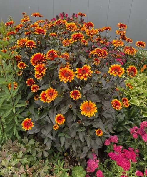 Heliopsis Bonfire Sunset