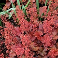 Heuchera Cherry Cola