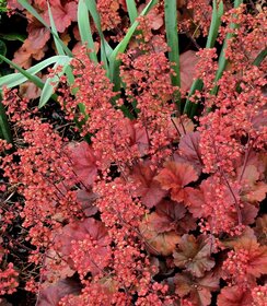 Heuchera Cherry Cola