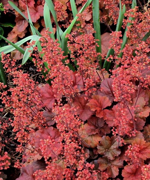 Heuchera Cherry Cola