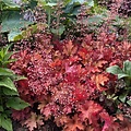 Heuchera Indian Summer Heuchera Cranberry