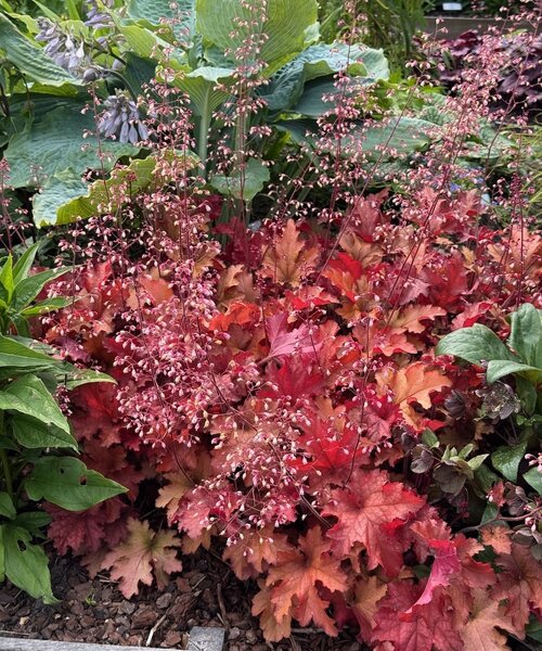 Heuchera Indian Summer Heuchera Cranberry