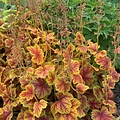 Heuchera Eternal Flame