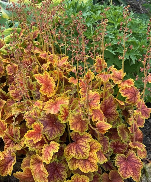 Heuchera Eternal Flame