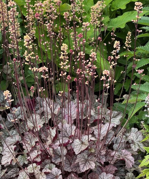 Heuchera Silver Scrolls