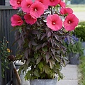 Hibiscus Carousel Pink Passion