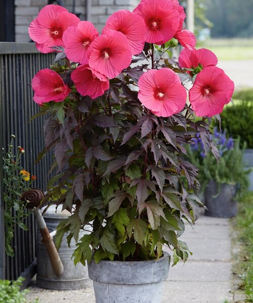 Hibiscus Carousel Pink Passion