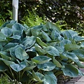 Hosta sieboldiana Elegans