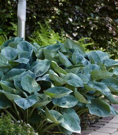 Hosta sieboldiana Elegans