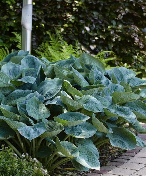 Hosta sieboldiana Elegans