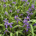 Iris versicolor Purple Flame