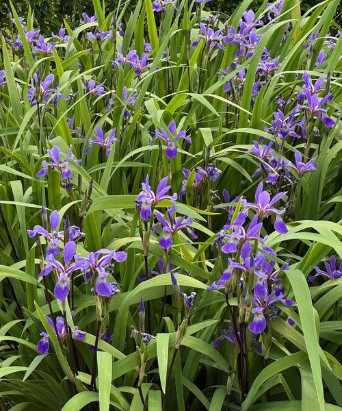 Iris versicolor Purple Flame