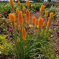 Kniphofia Popsicle Kniphofia Mango Popsicle