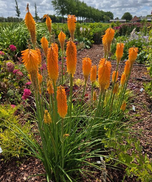 Kniphofia Popsicle Kniphofia Mango Popsicle