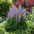 Lupine Lupinova Lupine Lupinova™ Cierra