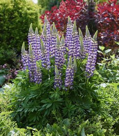 Lupine Lupinova™ Cierra