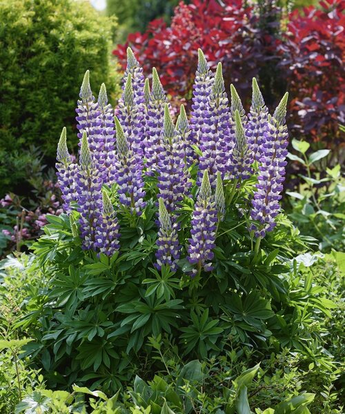 Lupine Lupinova Lupine Lupinova™ Cierra