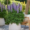 Lupine Lupinova Lupine Lupinova™ Cierra