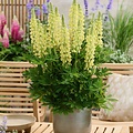 Lupine Lupinova Lupine Lupinova™ Lenora