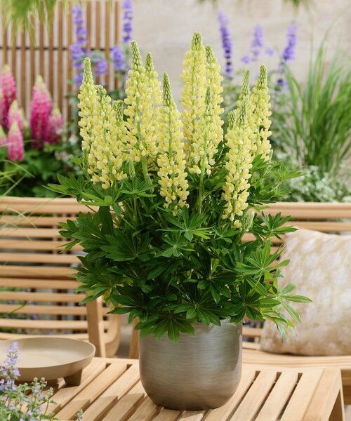 Lupine Lupinova Lupine Lupinova™ Lenora