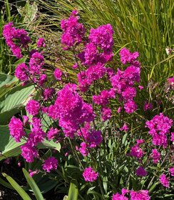 Lychnis Plena