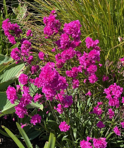 Lychnis Plena