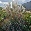 Miscanthus Ruby Cute