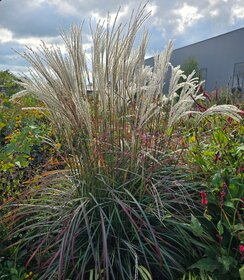 Miscanthus Ruby Cute