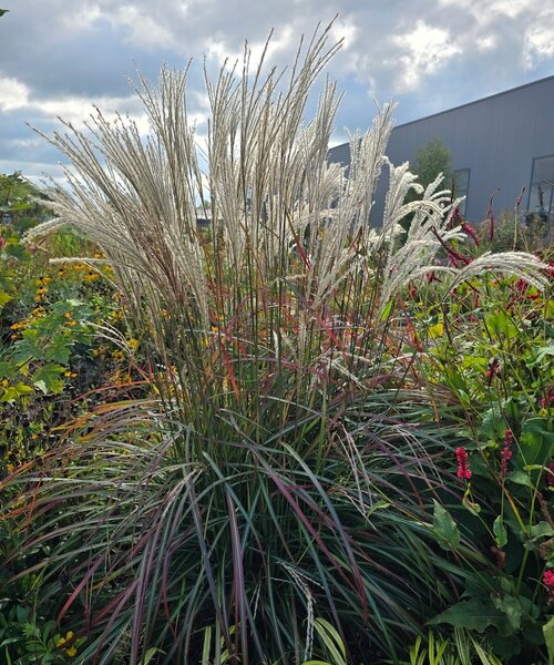 Miscanthus Ruby Cute
