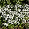 Pachyphragma macrophylla