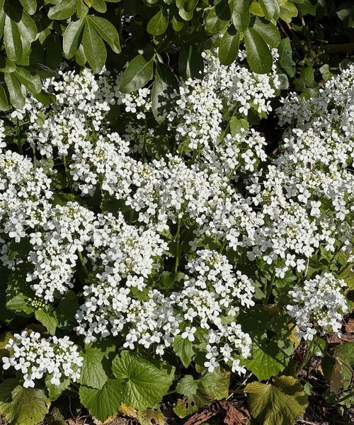 Pachyphragma macrophylla