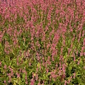 Persicaria Flamingo Feathers