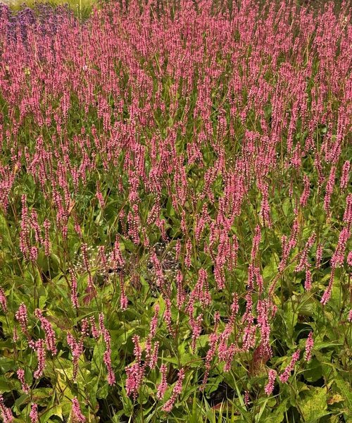Persicaria Flamingo Feathers