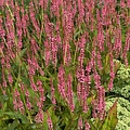 Persicaria Flamingo Feathers