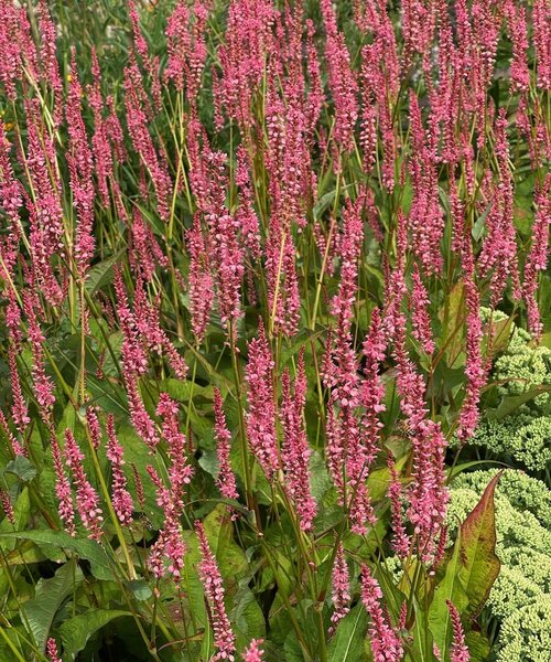 Persicaria Flamingo Feathers