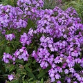 Phlox JS Queen Paola
