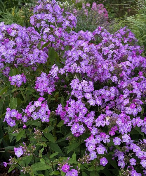 Phlox JS Queen Paola